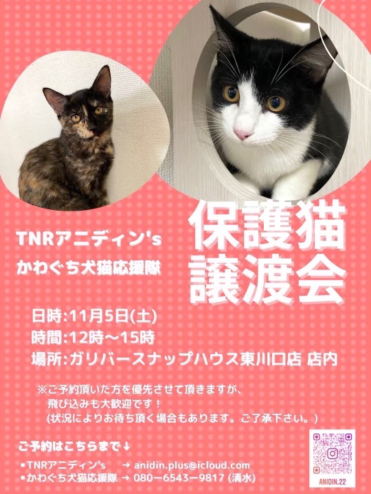 11月5日（土）13時から15時に保護猫譲渡会を開催します！