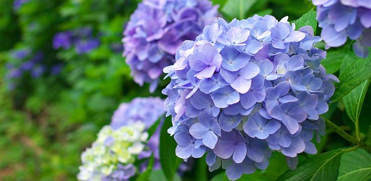 雨ならではの楽しみ