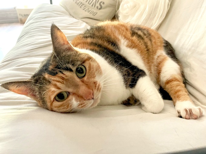 ★たろーの休日❶❷★