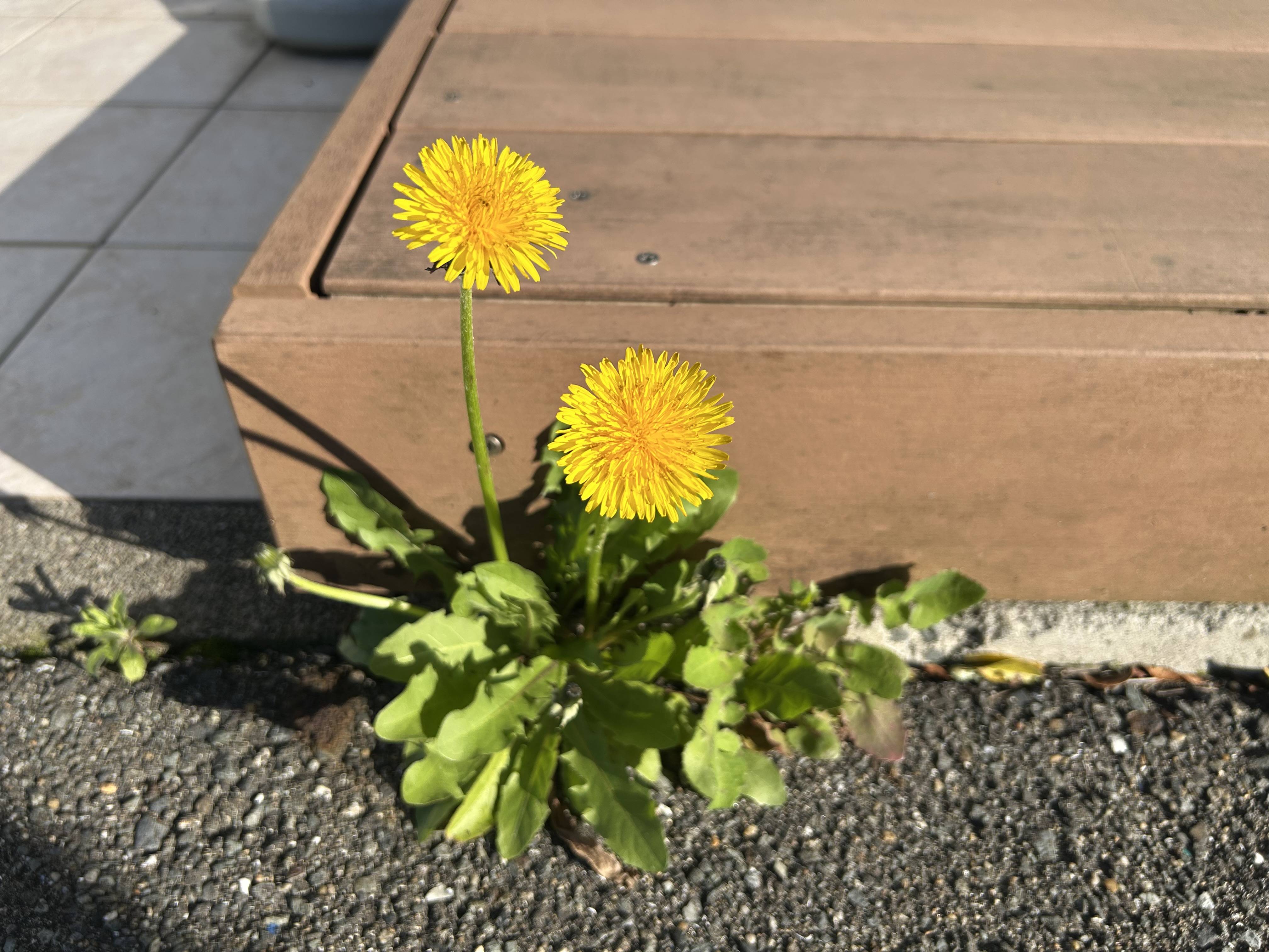 そろそろだなー