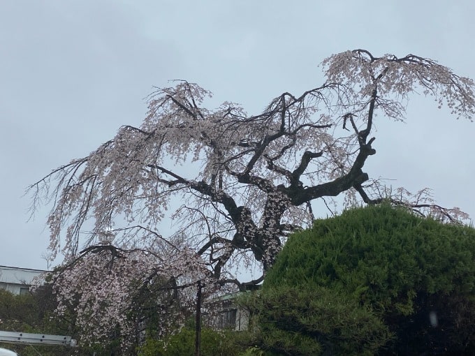 桜の季節（＊・ω・＊）