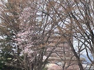 桜咲く