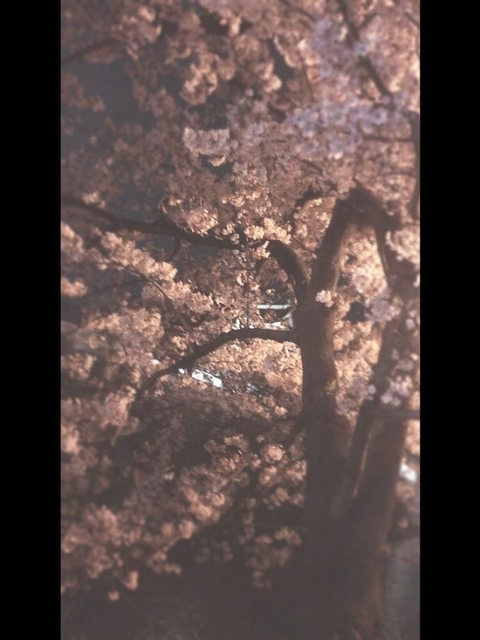 【桜の季節】
