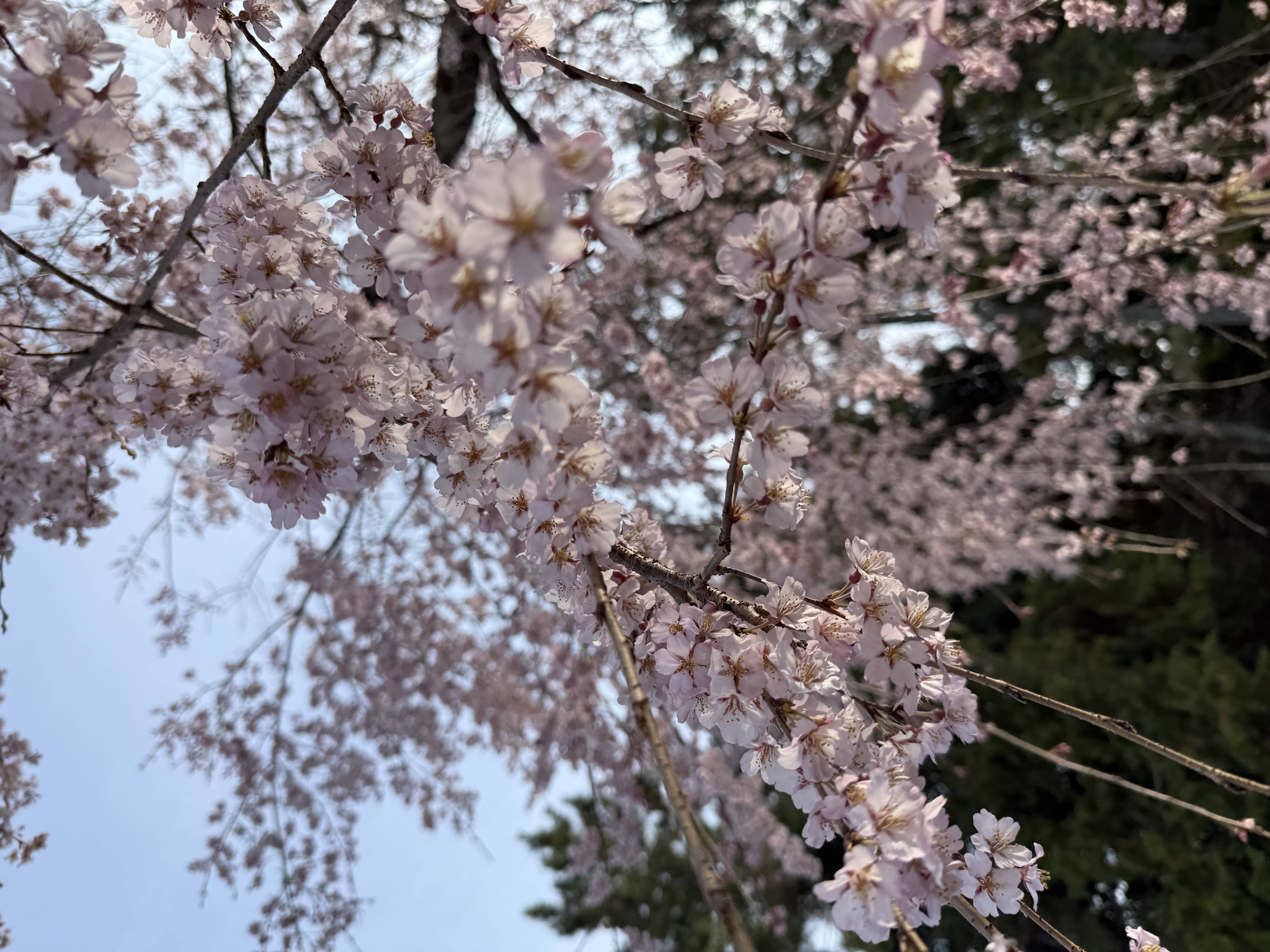 さくら