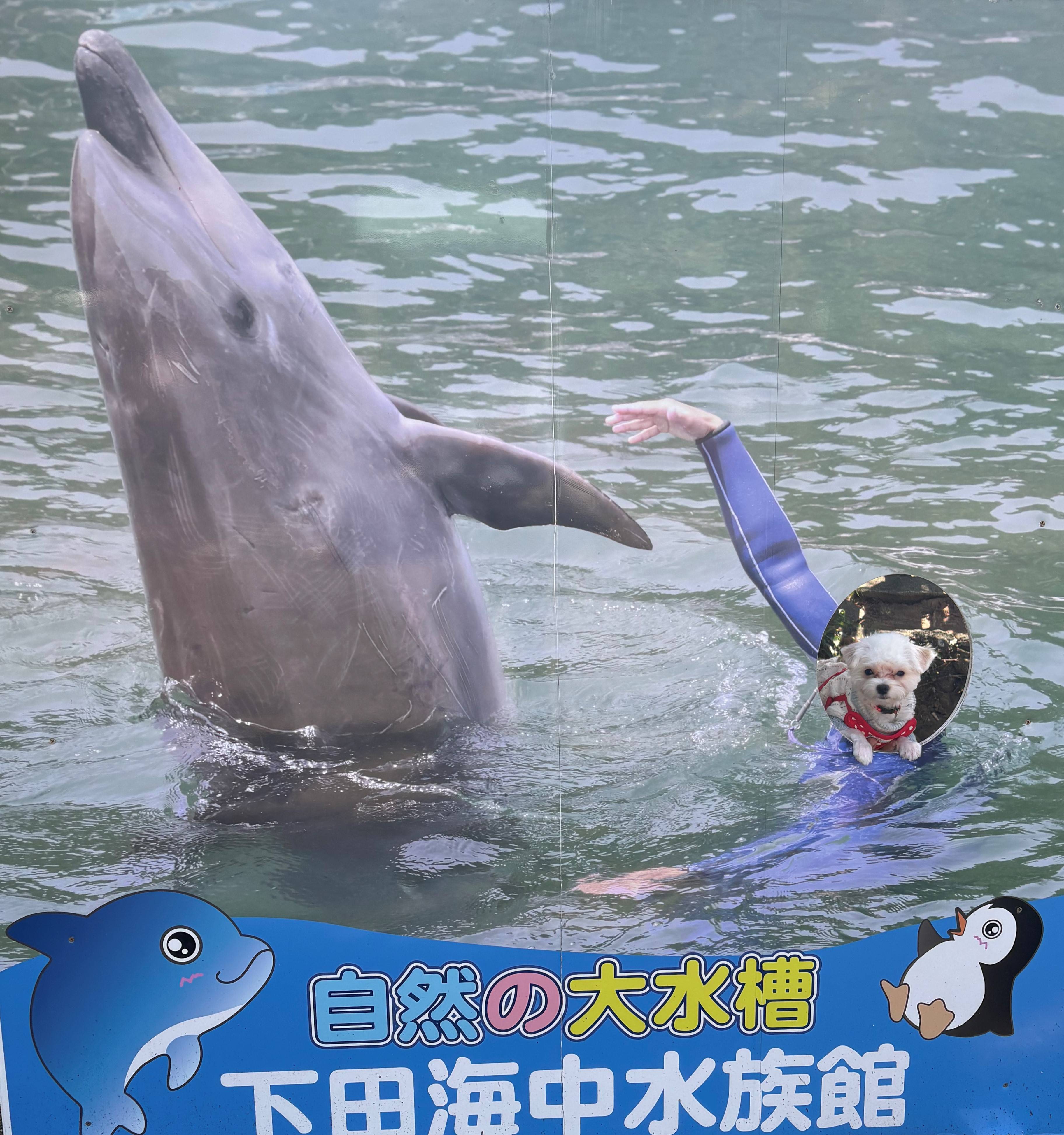 愛犬とお出かけ~静岡県~②