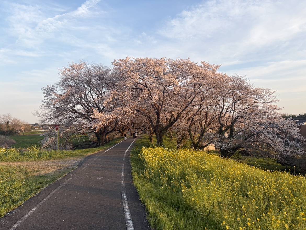 お花見に行ってきました！