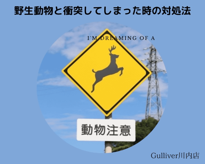 野生動物と衝突してしまった時の対処法