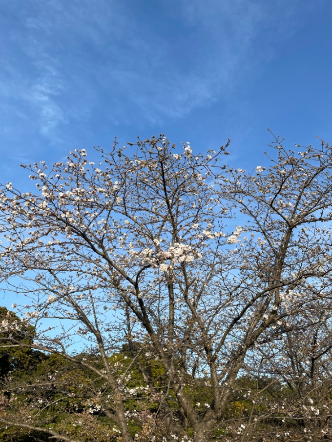 桜情報→その1