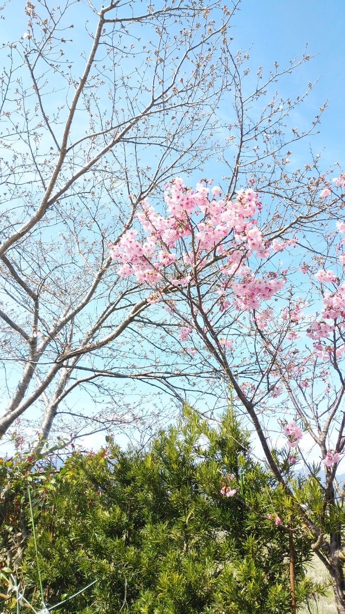 今年も綺麗に咲きました