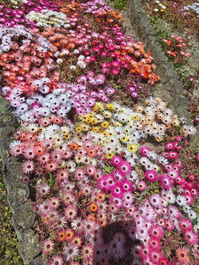 きれいなお花