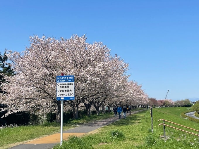 多摩川の桜！