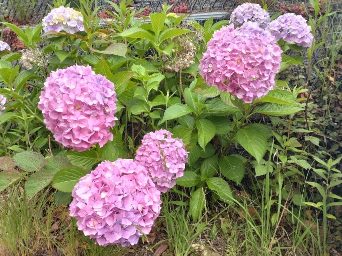 梅雨の時期の花と言えば・・・