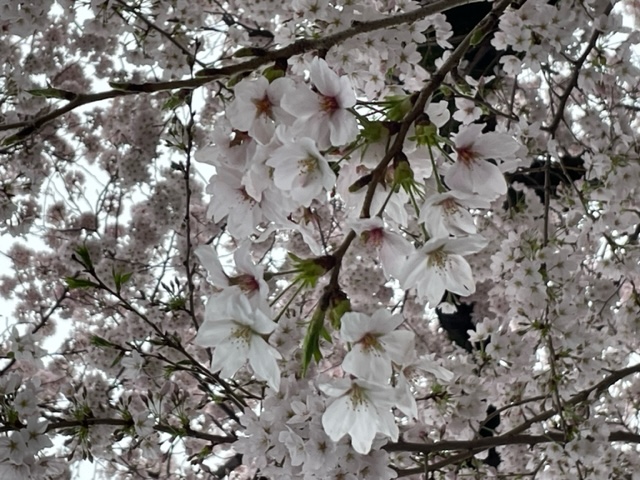 本日の橋本店！　桜満開！　雨にも負けず！　営業中！！
