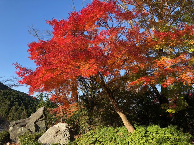 秋の紅葉&amp;冬桜