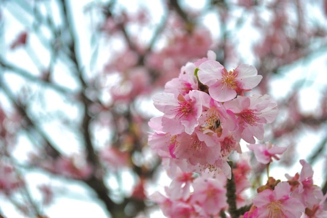 毎年恒例、河津桜！