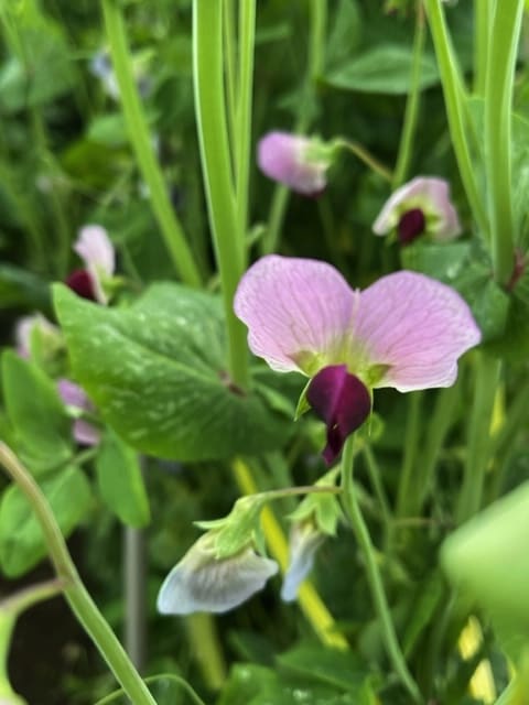 綺麗な花が咲きました！