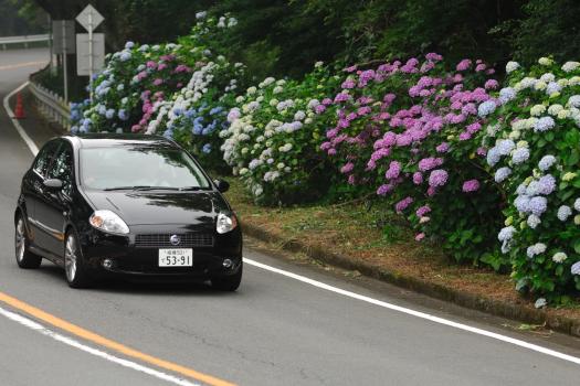 紫陽花がきれいな某所を流すオサレーなプント