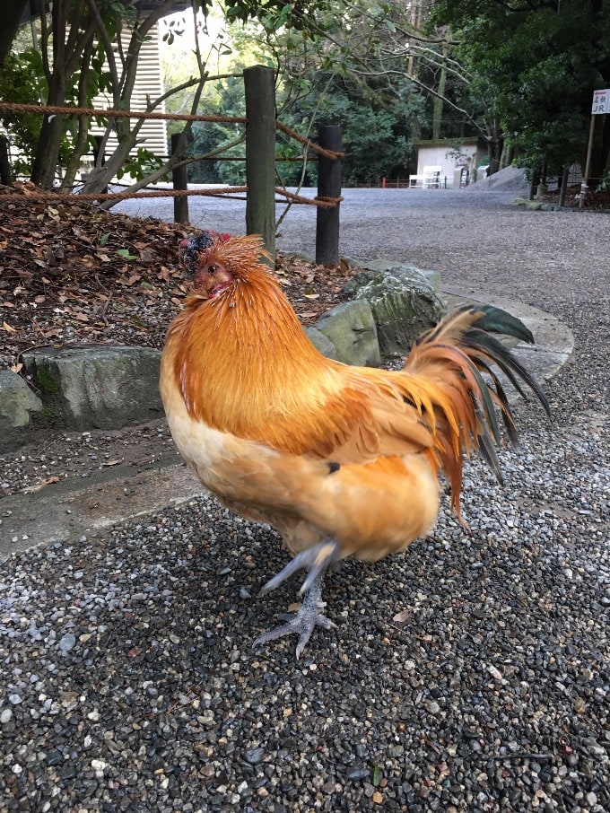 熱田神宮に行って参りました 車買取販売ならガリバー151豊川インター店のスタッフのつぶやき G 中古車のガリバー