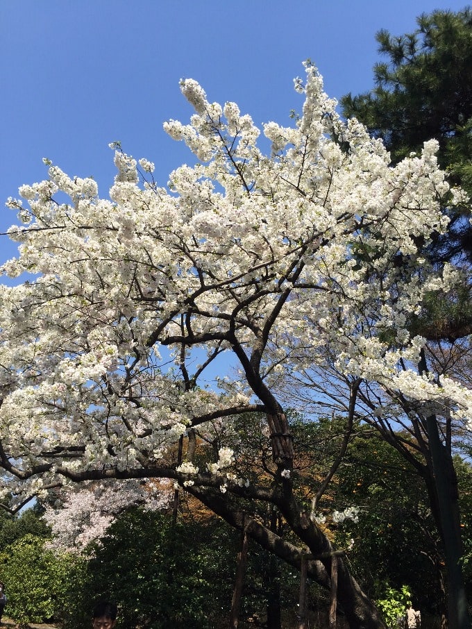 桜がきれいです。01