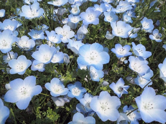 茨城県をちょこっと紹介します☆彡05