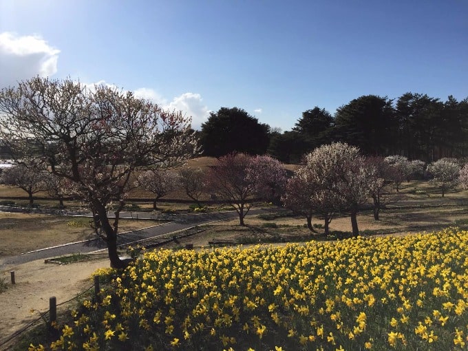 茨城県をちょこっと紹介します☆彡10