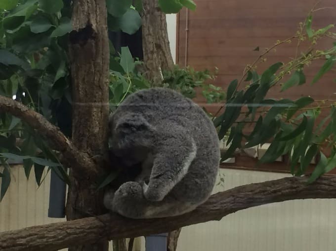 動物園のコアラの寝かたがすごいです！ガリバー品川店01