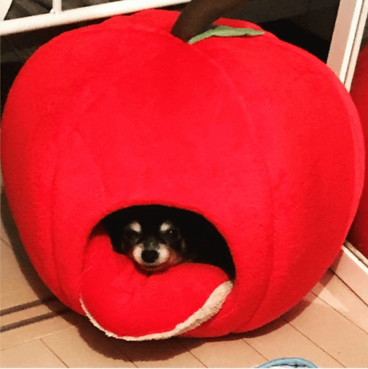 １１月の店休日01