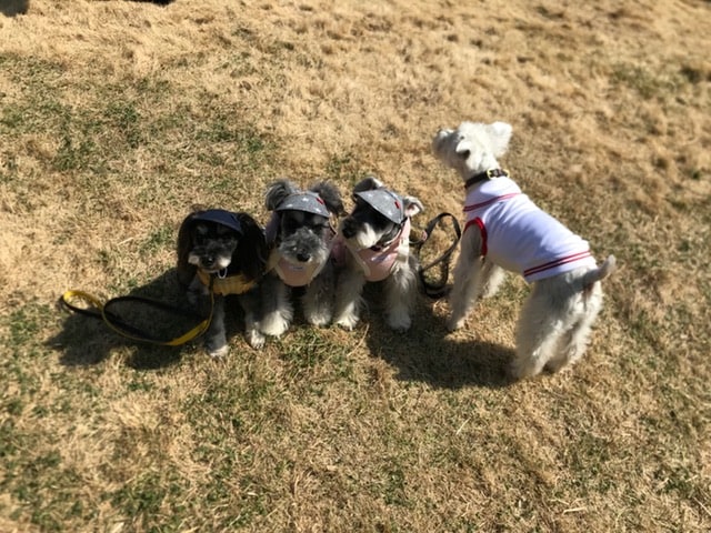 髭犬祭り行ってきました01