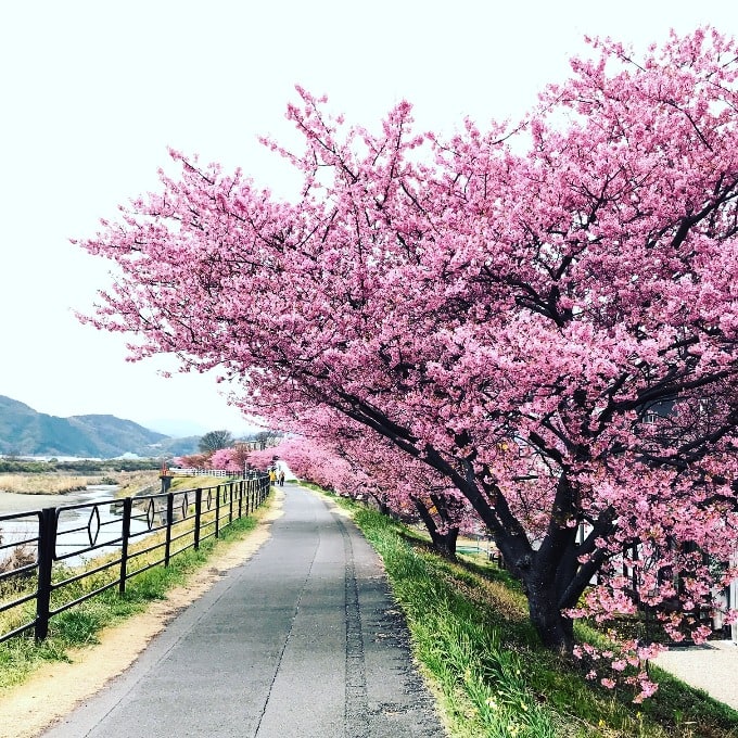 焼津の河津桜を見てきました。02