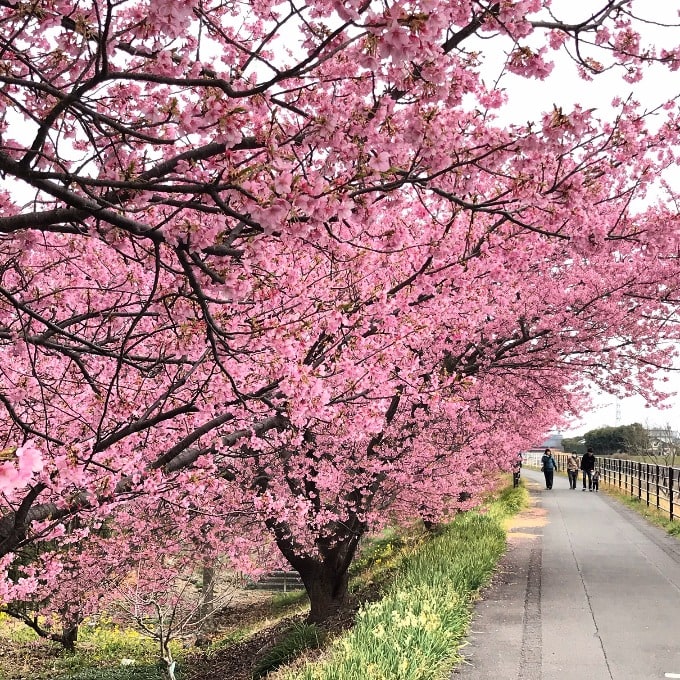 焼津の河津桜を見てきました。03