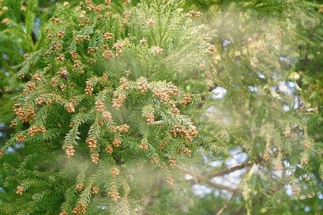 雨の日の花粉について01