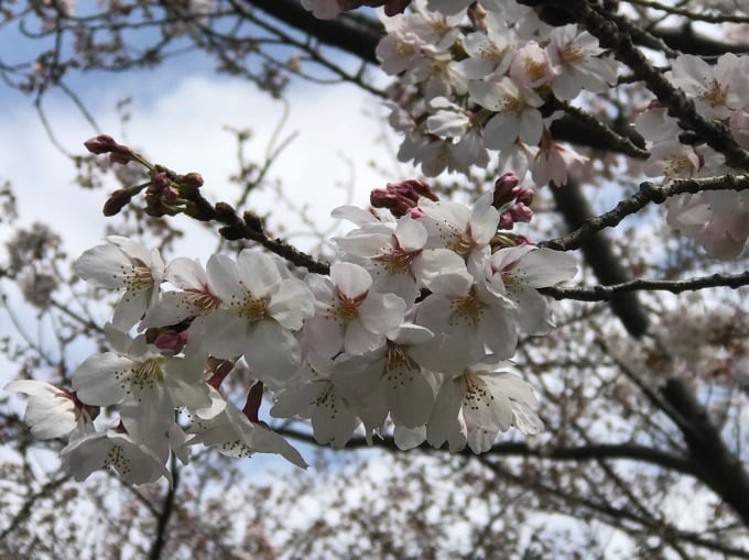 桜の季節です◎01