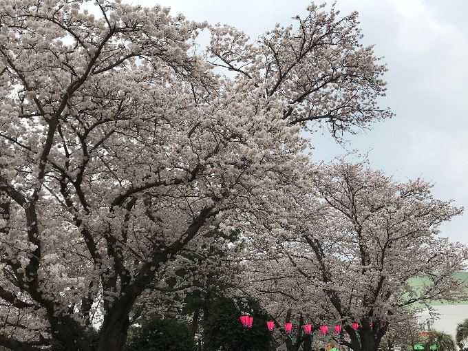 桜満開！01