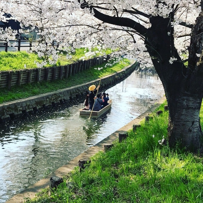 川越氷川神社の桜01