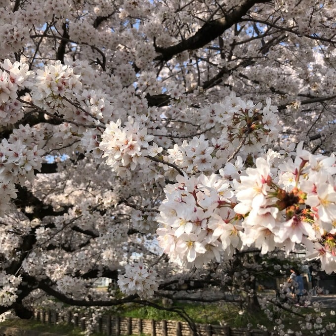 川越氷川神社の桜03