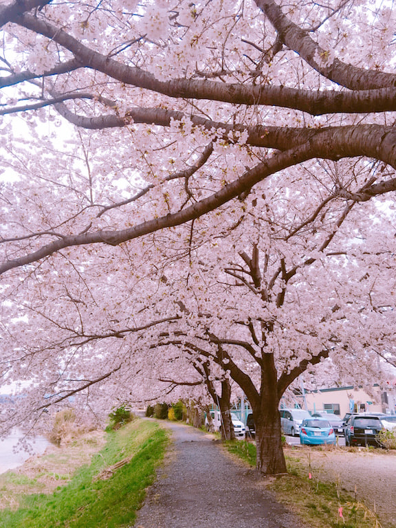 お花見してきました!!01