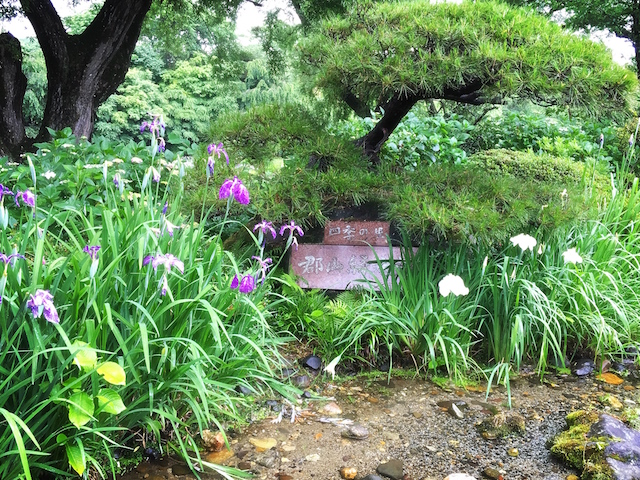 ♪:*:･福島県　紫陽花鑑賞･:*:･♪03