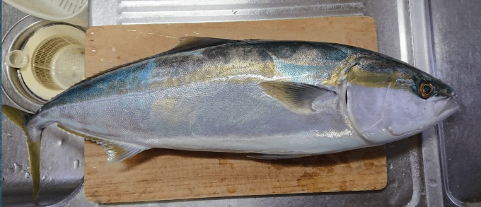 ２０１９年初釣りに行ってまいりました。01