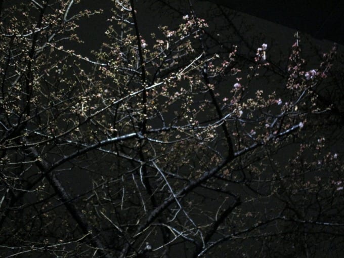 夜桜？01