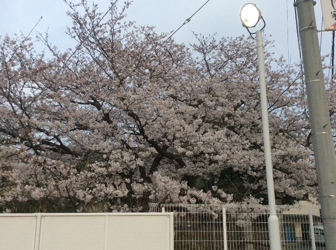 桜！！！01