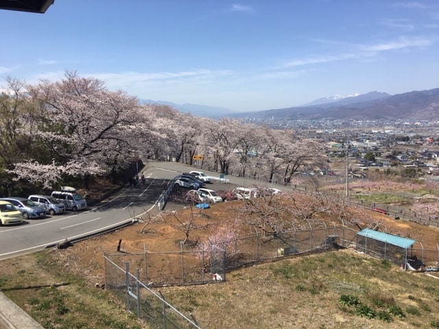 春ですね！！桜満開です！！！！02