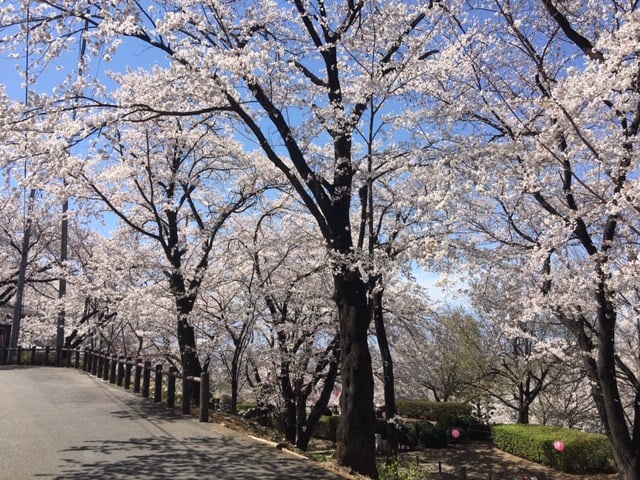 春ですね！！桜満開です！！！！03