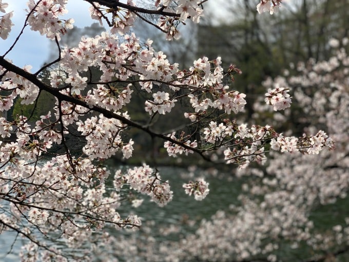 桜を見に行きました〜♬03