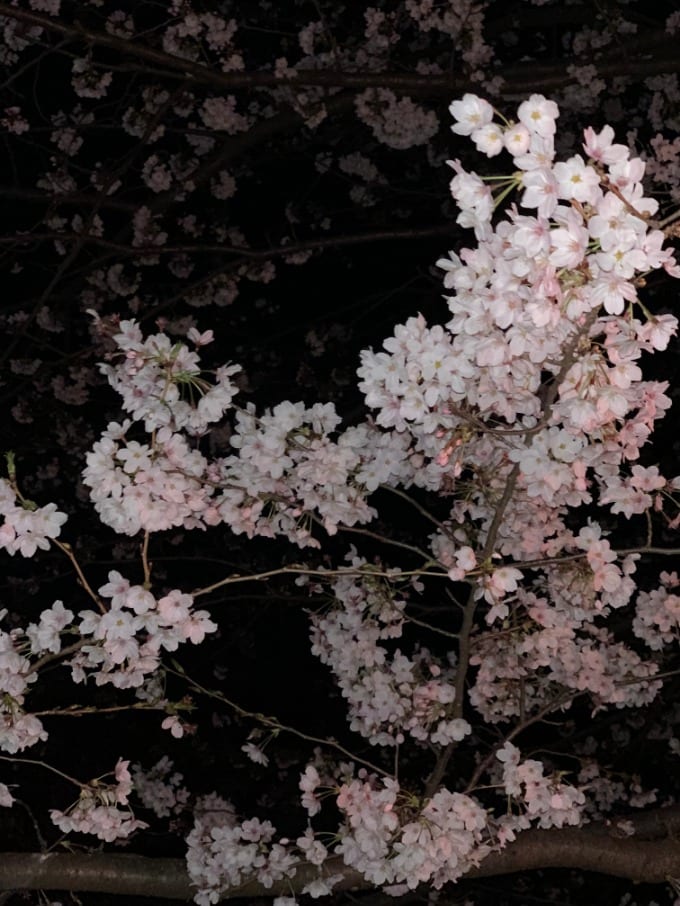 桜を見に行きました〜♬05