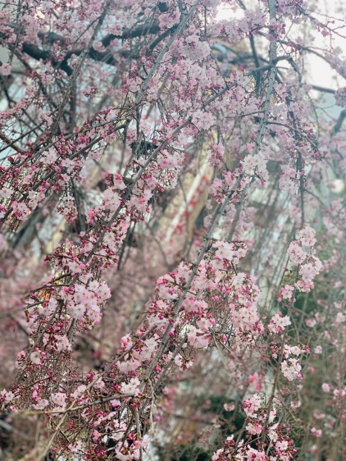 桜を見に行きました〜♬06