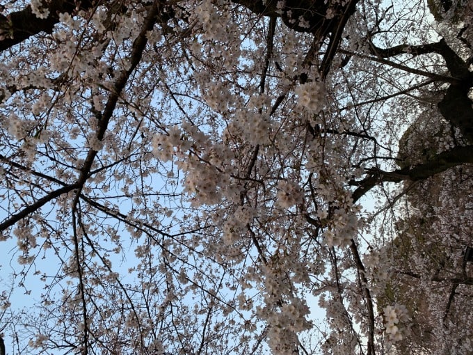 桜を見に行きました〜♬07