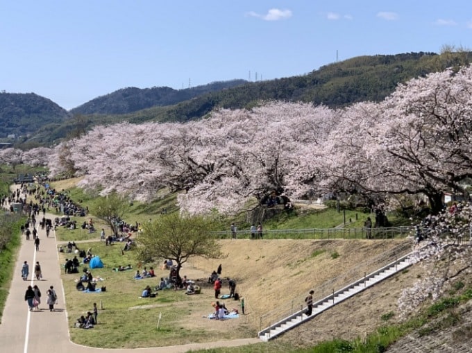 淀川河川公園　背割堤地区の桜並木！　ちょうど満開の桜！！　☆ガリバー滝野社店☆01