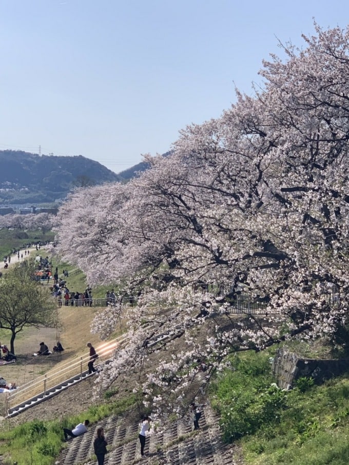 淀川河川公園　背割堤地区の桜並木！　ちょうど満開の桜！！　☆ガリバー滝野社店☆02