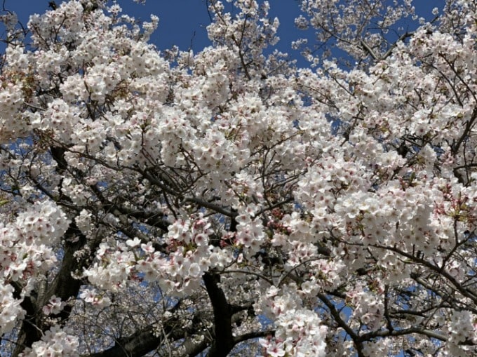 淀川河川公園　背割堤地区の桜並木！　ちょうど満開の桜！！　☆ガリバー滝野社店☆03