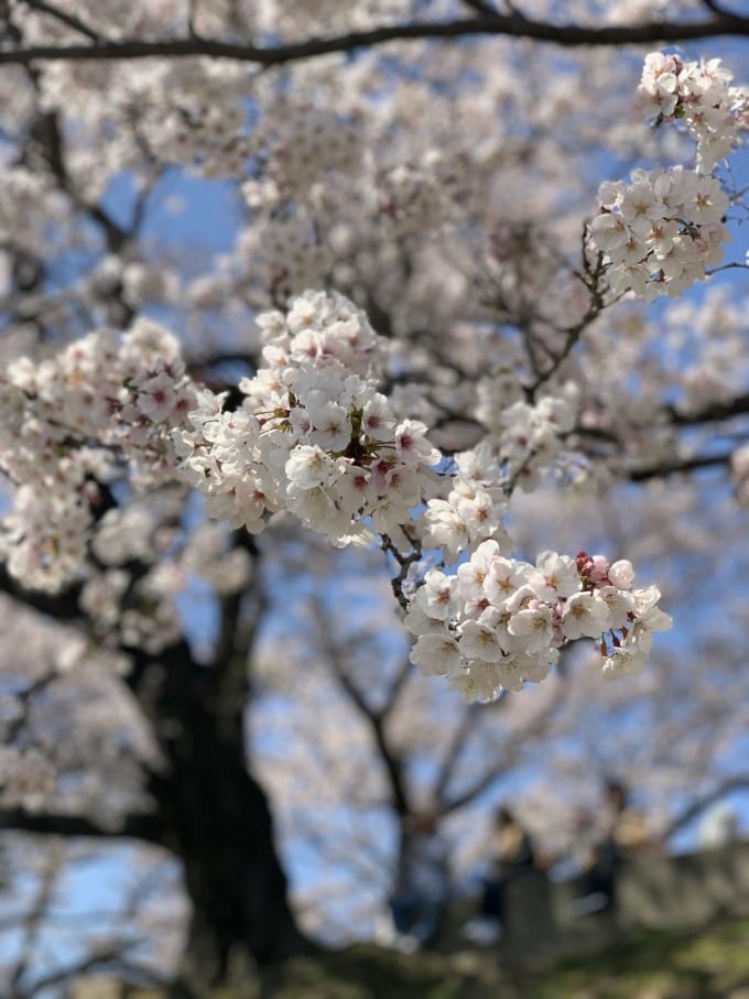 淀川河川公園　背割堤地区の桜並木！　ちょうど満開の桜！！　☆ガリバー滝野社店☆05